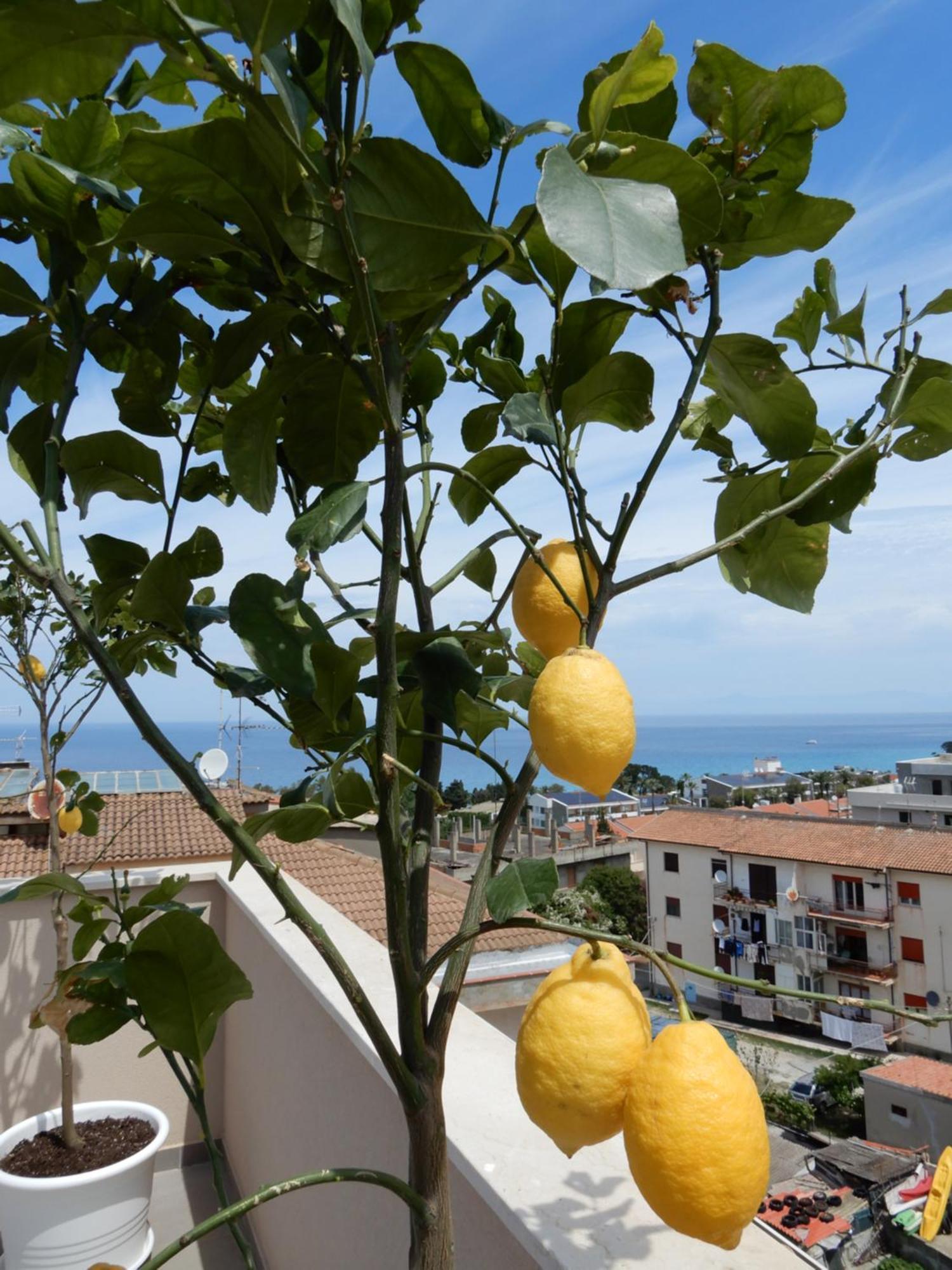 Middle Town Palace Tropea Εξωτερικό φωτογραφία